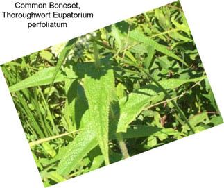 Common Boneset, Thoroughwort Eupatorium perfoliatum