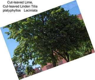 Cut-leaved Lime, Cut-leaved Linden Tilia platyphyllos   Laciniata