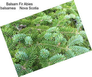 Balsam Fir Abies balsamea    Nova Scotia