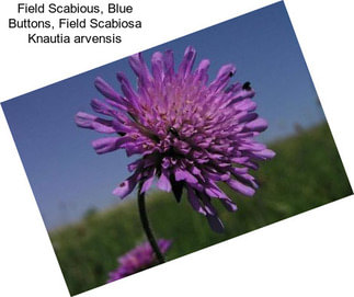 Field Scabious, Blue Buttons, Field Scabiosa Knautia arvensis