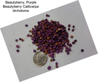 Beautyberry, Purple Beautyberry Callicarpa dichotoma