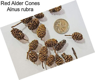 Red Alder Cones Alnus rubra