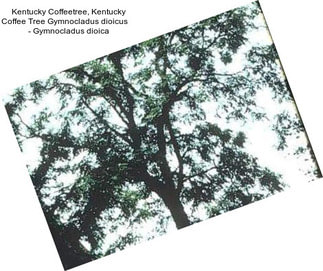 Kentucky Coffeetree, Kentucky Coffee Tree Gymnocladus dioicus     - Gymnocladus dioica