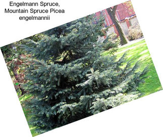 Engelmann Spruce, Mountain Spruce Picea engelmannii