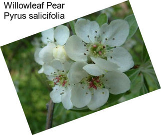 Willowleaf Pear Pyrus salicifolia