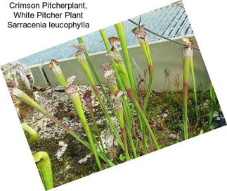 Crimson Pitcherplant, White Pitcher Plant Sarracenia leucophylla