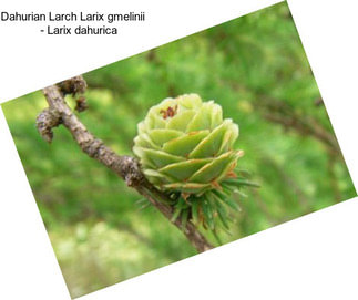 Dahurian Larch Larix gmelinii     - Larix dahurica