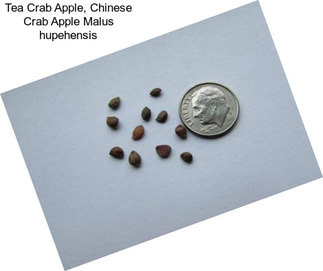 Tea Crab Apple, Chinese Crab Apple Malus hupehensis