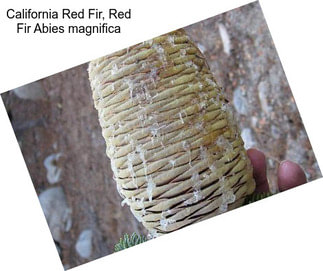 California Red Fir, Red Fir Abies magnifica