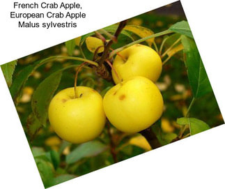 French Crab Apple, European Crab Apple Malus sylvestris