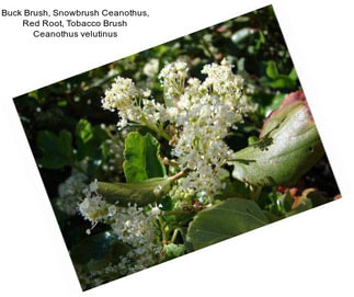 Buck Brush, Snowbrush Ceanothus, Red Root, Tobacco Brush Ceanothus velutinus