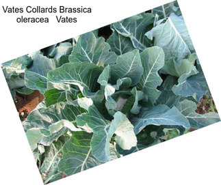 Vates Collards Brassica oleracea   Vates
