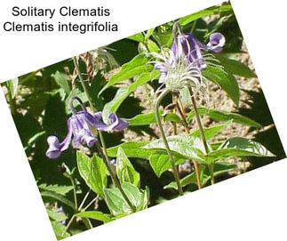 Solitary Clematis Clematis integrifolia