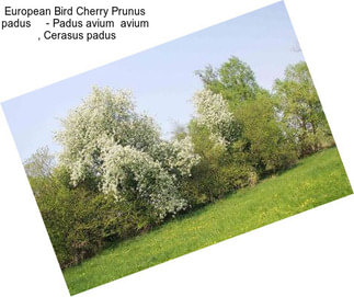 European Bird Cherry Prunus padus     - Padus avium  avium  , Cerasus padus