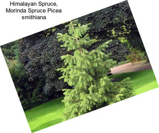 Himalayan Spruce, Morinda Spruce Picea smithiana