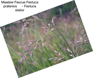 Meadow Fescue Festuca pratensis     - Festuca elatior
