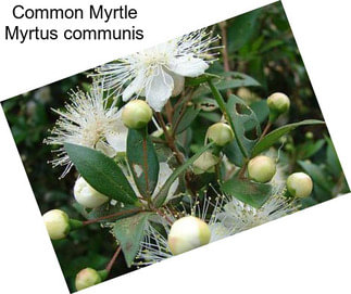 Common Myrtle Myrtus communis