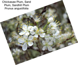 Chickasaw Plum, Sand Plum, Sandhill Plum Prunus angustifolia