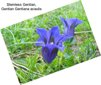 Stemless Gentian, Gentian Gentiana acaulis