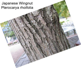 Japanese Wingnut Pterocarya rhoifolia
