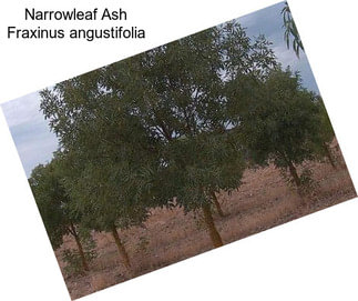 Narrowleaf Ash Fraxinus angustifolia