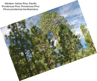 Western Yellow Pine, Pacific Ponderosa Pine, Ponderosa Pine Pinus ponderosa benthamiana