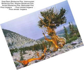 Great Basin Bristlecone Pine, Intermountain Bristlecone Pine, Western Bristlecone Pine, Ancient Bristlecone Pine, Methuselah Pine Pinus longaeva     - Pinus aristata longaeva   , Pinus aristata  longaeva