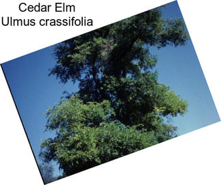 Cedar Elm Ulmus crassifolia