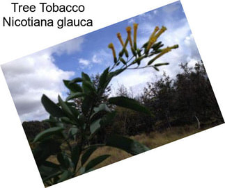 Tree Tobacco Nicotiana glauca