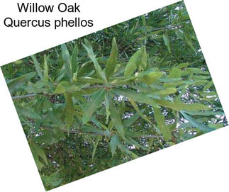 Willow Oak Quercus phellos