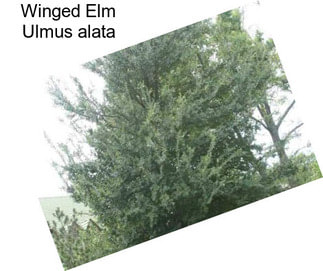 Winged Elm Ulmus alata