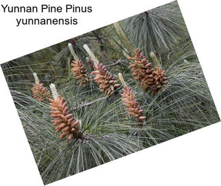 Yunnan Pine Pinus yunnanensis