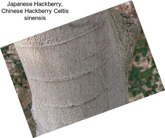 Japanese Hackberry, Chinese Hackberry Celtis sinensis