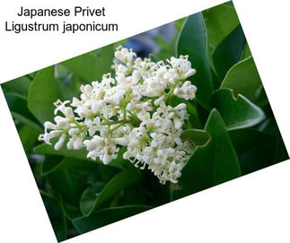 Japanese Privet Ligustrum japonicum