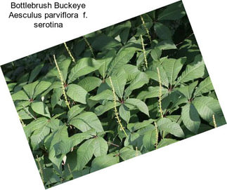 Bottlebrush Buckeye Aesculus parviflora  f. serotina