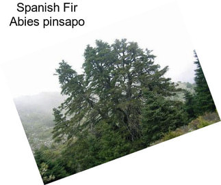 Spanish Fir Abies pinsapo