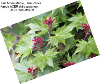Full Moon Maple, Hinauchiwa Kaede ACER shirasawanum     - ACER tenuifolium
