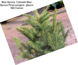 Blue Spruce, Colorado Blue Spruce Picea pungens  glauca  NM Carson