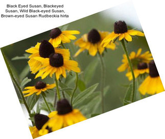 Black Eyed Susan, Blackeyed Susan, Wild Black-eyed Susan, Brown-eyed Susan Rudbeckia hirta