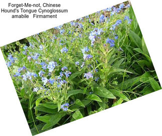 Forget-Me-not, Chinese Hound\'s Tongue Cynoglossum amabile   Firmament