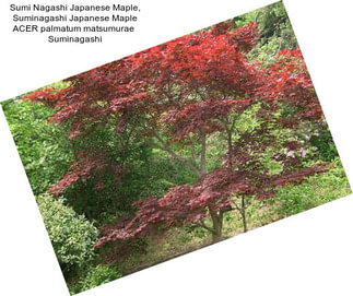 Sumi Nagashi Japanese Maple, Suminagashi Japanese Maple ACER palmatum matsumurae  Suminagashi