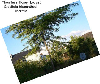 Thornless Honey Locust Gleditsia triacanthos   Inermis