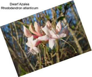 Dwarf Azalea Rhododendron atlanticum