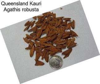 Queensland Kauri Agathis robusta