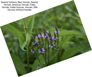 Swamp Verbena, Blue Vervain, Swamp Vervain, American Vervain, False Vervain, Indian Hyssop, Vervain, Wild Hyssop Verbena hastata