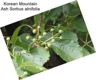 Korean Mountain Ash Sorbus alnifolia