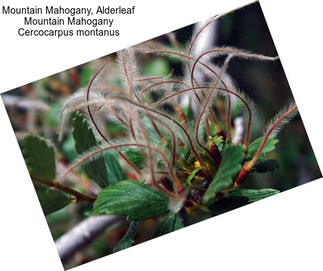 Mountain Mahogany, Alderleaf Mountain Mahogany Cercocarpus montanus