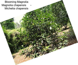 Blooming Magnolia Magnolia chapensis     - Michelia chapensis
