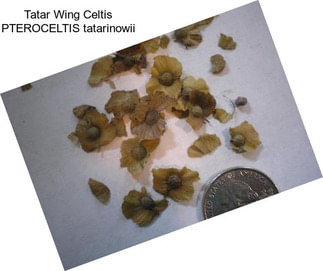 Tatar Wing Celtis PTEROCELTIS tatarinowii