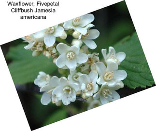 Waxflower, Fivepetal Cliffbush Jamesia americana